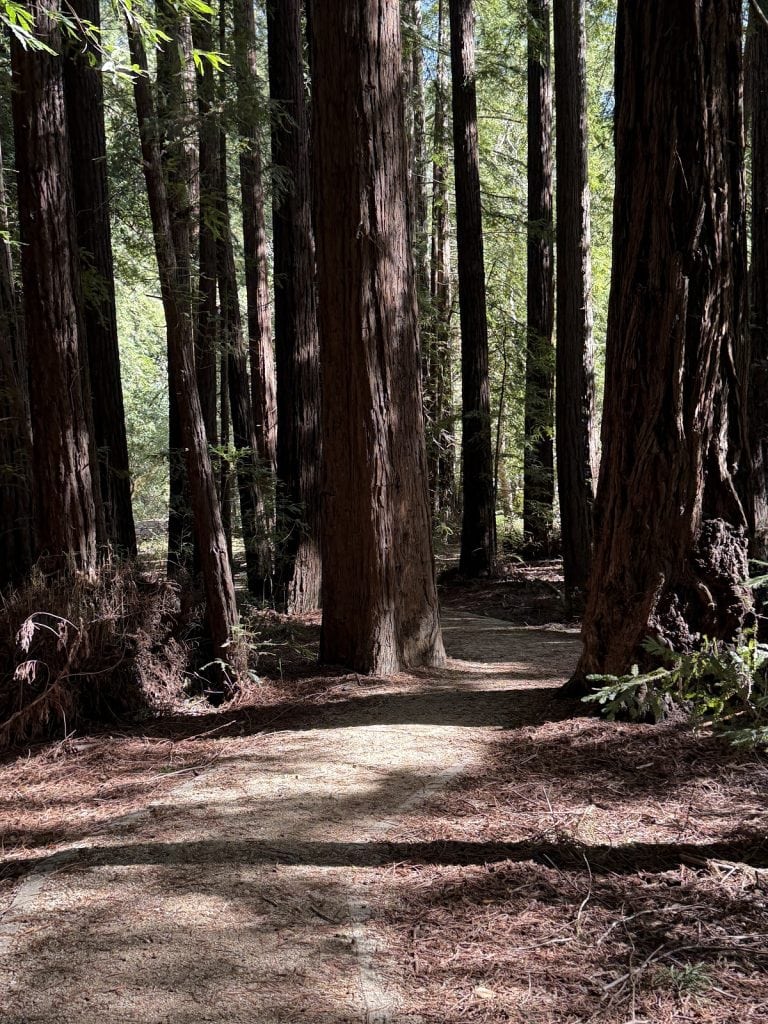 A grove of redwood trees is divided by a wide path.